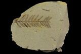 Dawn Redwood (Metasequoia) Fossil - Montana #165190-1